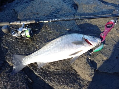 ヒラスズキの釣果