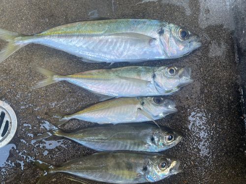 アジの釣果