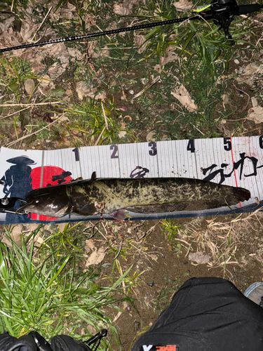 ニホンナマズの釣果