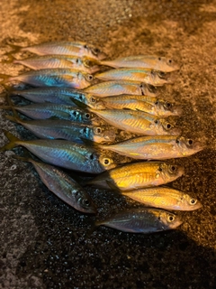 アジの釣果