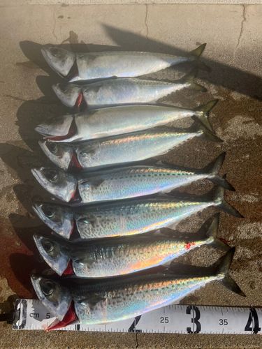 サバの釣果
