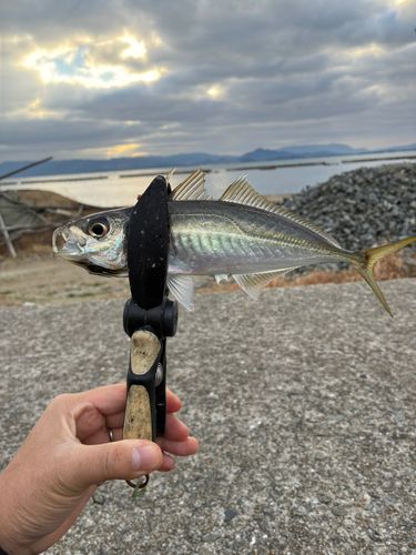 マアジの釣果