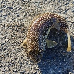 ショウサイフグ