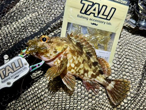 神戸空港親水護岸