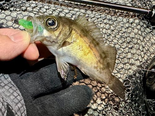 メバルの釣果
