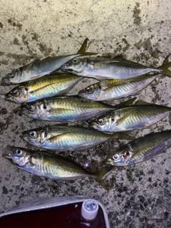マアジの釣果
