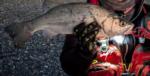 熊野川（新宮川）河口