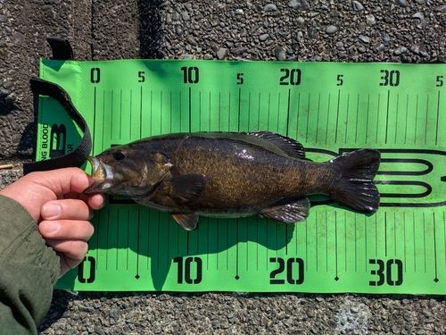 スモールマウスバスの釣果