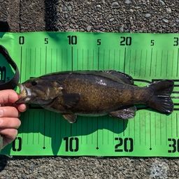 スモールマウスバス