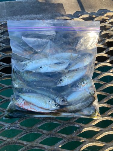 とっとパーク小島