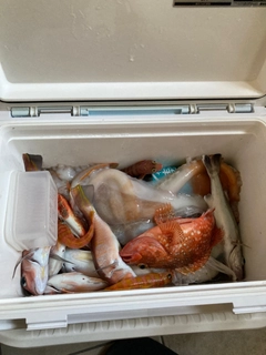 アマダイの釣果