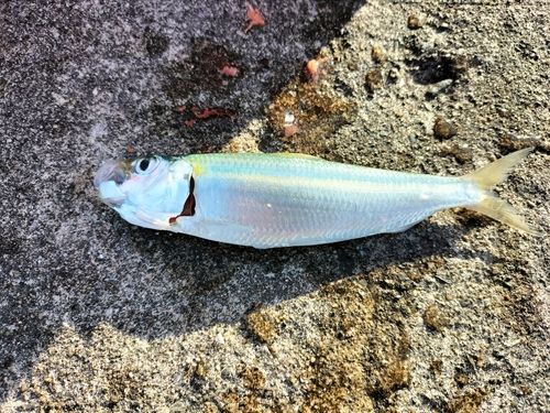 カタボシイワシの釣果