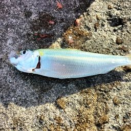 カタボシイワシ