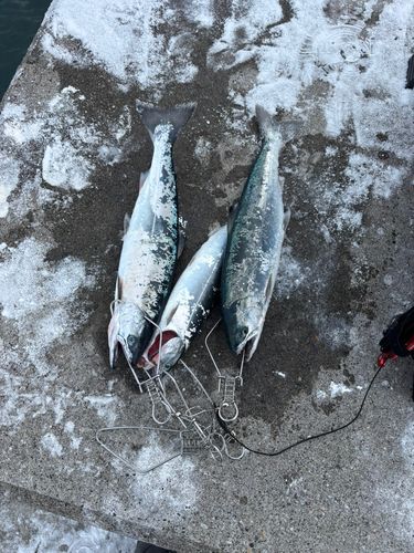 サクラマスの釣果