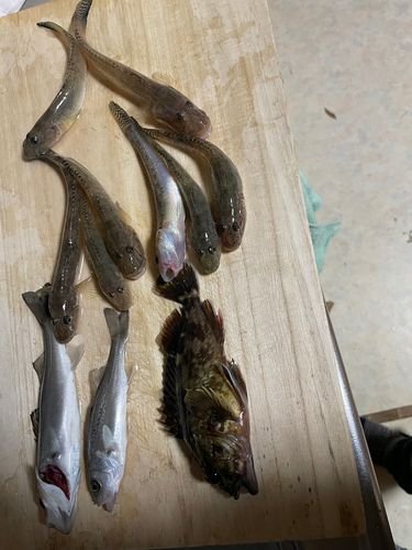 セイゴ（ヒラスズキ）の釣果