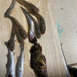 セイゴ（ヒラスズキ）