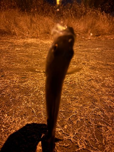 馬入ふれあい公園