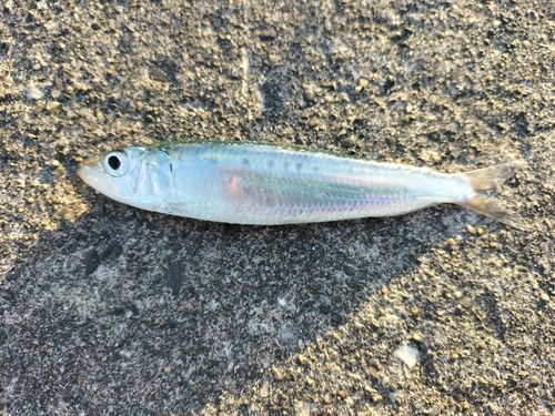 マイワシの釣果