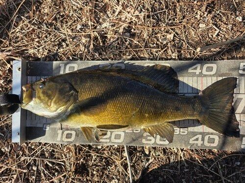 スモールマウスバスの釣果