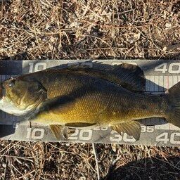 スモールマウスバス