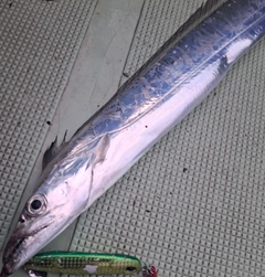 タチウオの釣果
