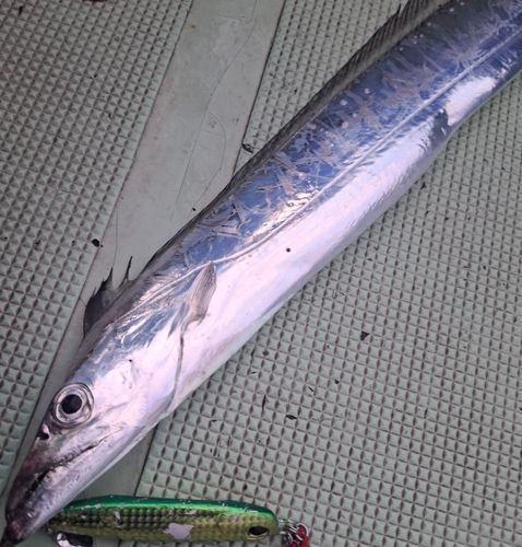 タチウオの釣果