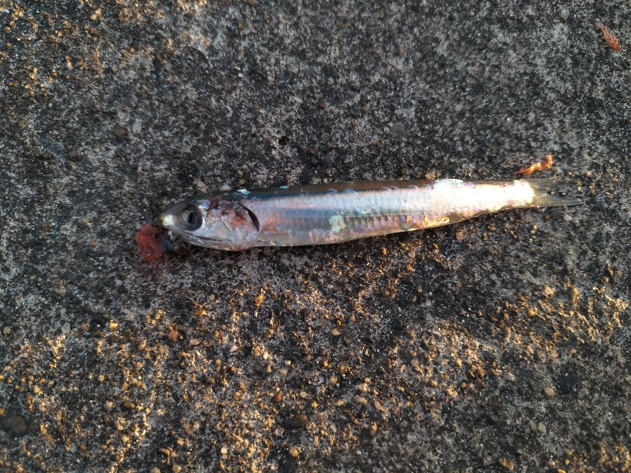 カタクチイワシ