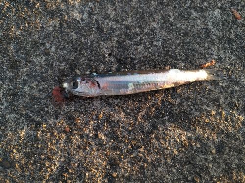 カタクチイワシの釣果