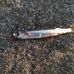 カタクチイワシ