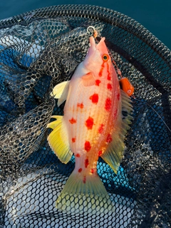 キツネダイの釣果