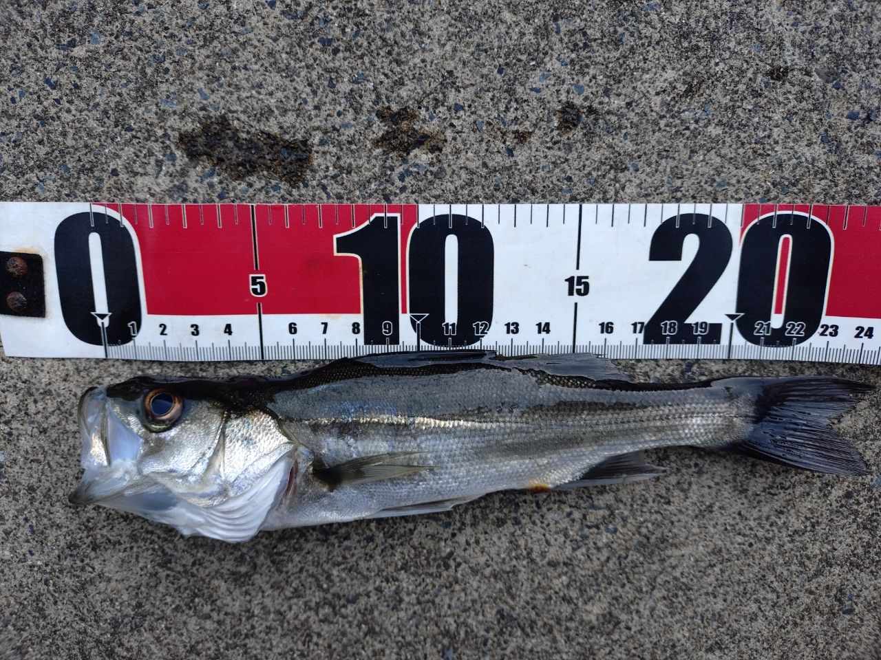 セイゴ（マルスズキ）