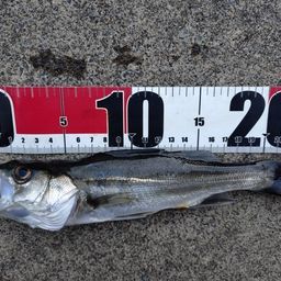 セイゴ（マルスズキ）