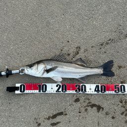 フッコ（マルスズキ）