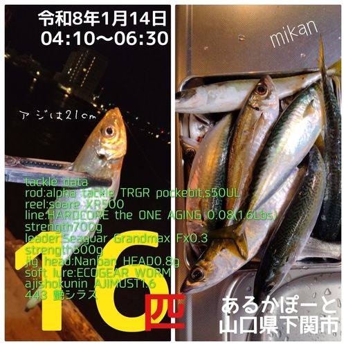 アジの釣果
