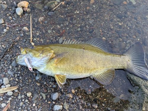 スモールマウスバスの釣果