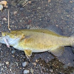 スモールマウスバス