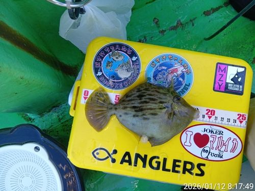 カワハギの釣果