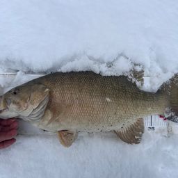 スモールマウスバス