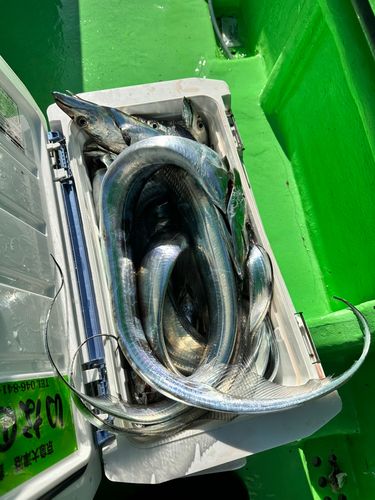 タチウオの釣果