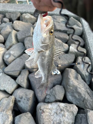 セイゴ（タイリクスズキ）の釣果