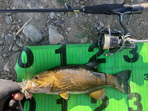 スモールマウスバスの釣果