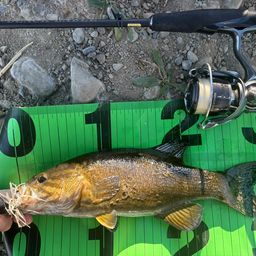 スモールマウスバス