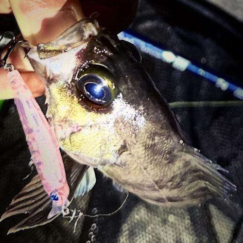 メバルの釣果