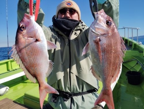 マダイの釣果