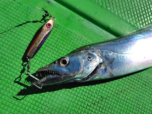 タチウオの釣果