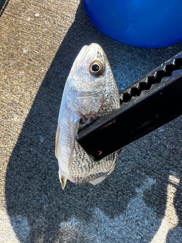 ヒイラギの釣果