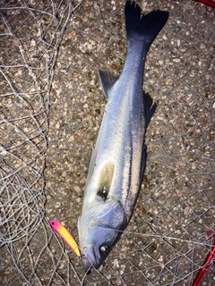 フッコ（マルスズキ）の釣果