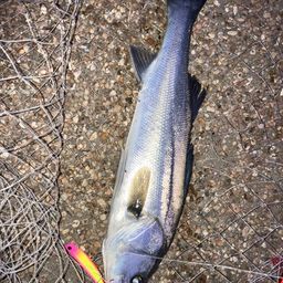 フッコ（マルスズキ）