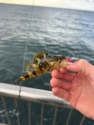 新舞子マリンパーク