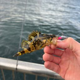 タケノコメバル